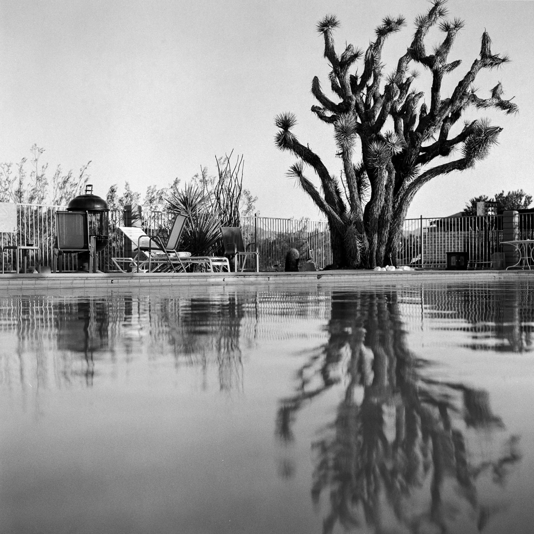 A-BLACK-AND-WHITE-IMAGE-OF-A-JOSHUA-TREE-REFLECTS-IN-A-POOL-OF-A-BED-AND-BREAKFAST