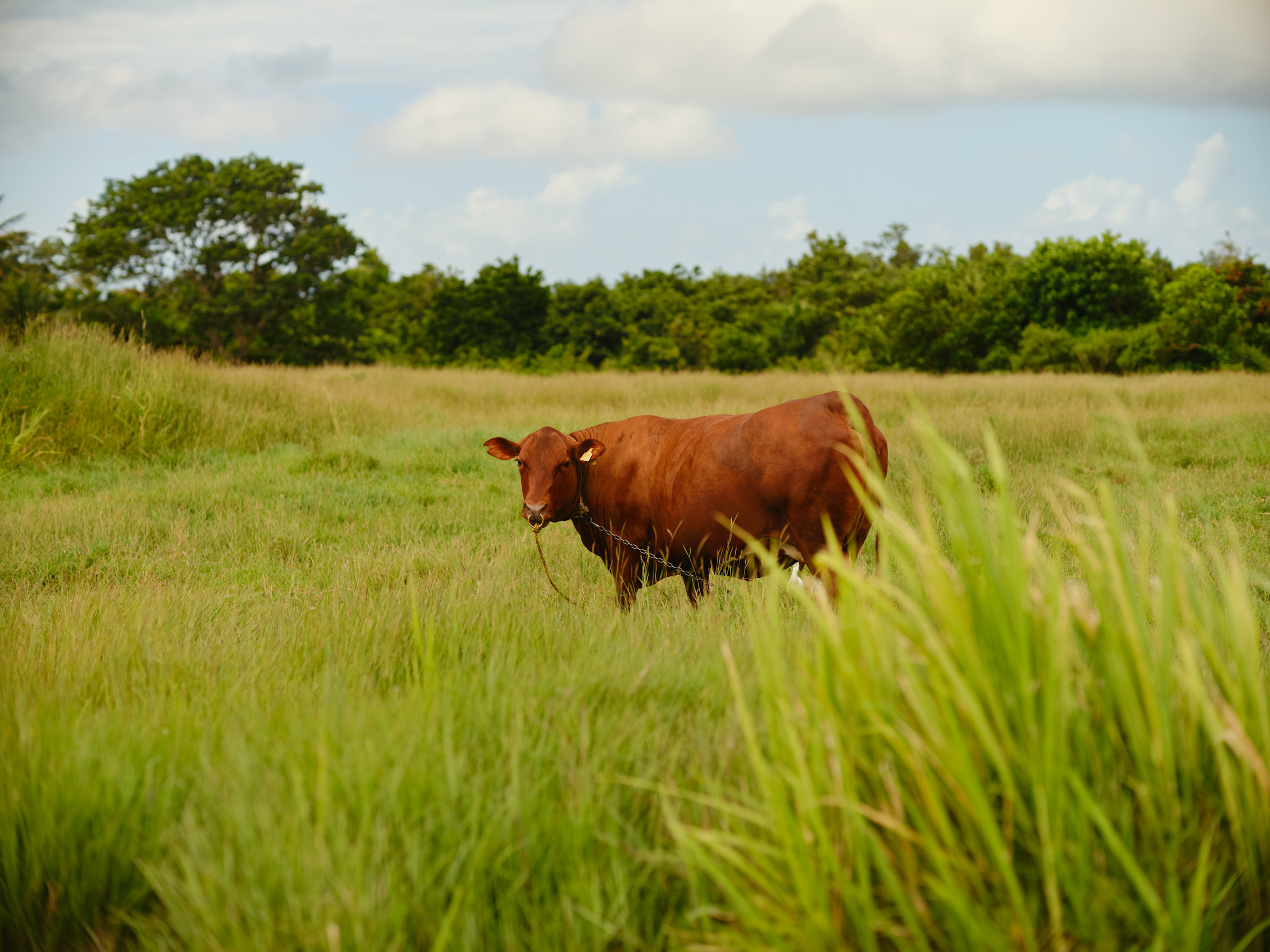 A-BULL-IN-A-FIELD-IN-BARBADOS
