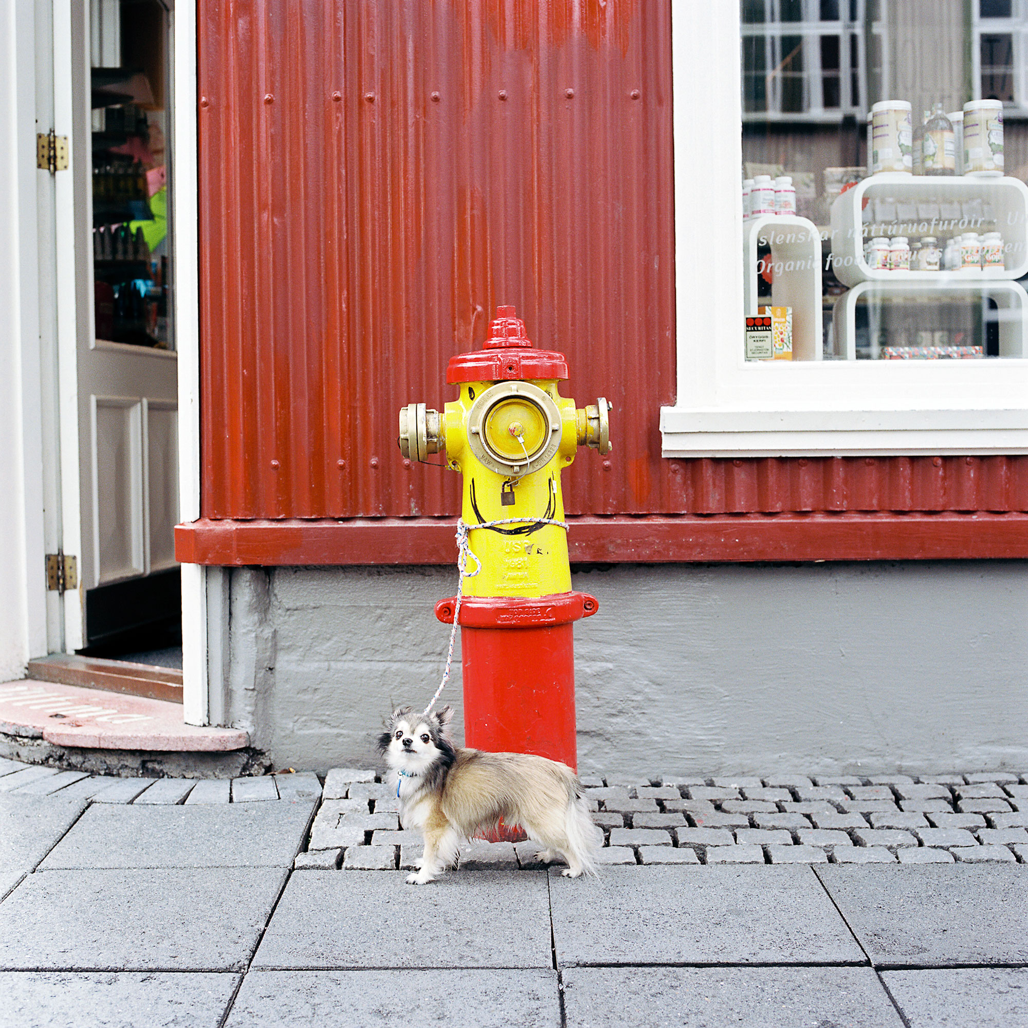 Dog tied to Hydrant, reykjavik, Iceland
