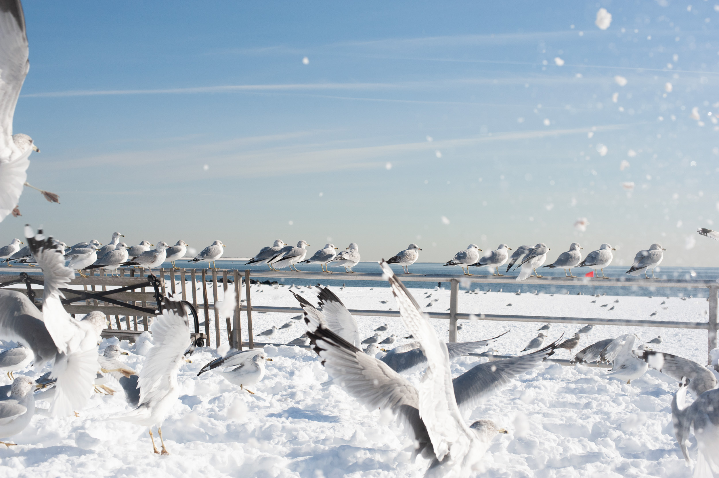 A-FLOCK-SEAGULLS-ON-A-SNOW-COVERED-BEACH-FRONT-IN-CONEY-ISLAND