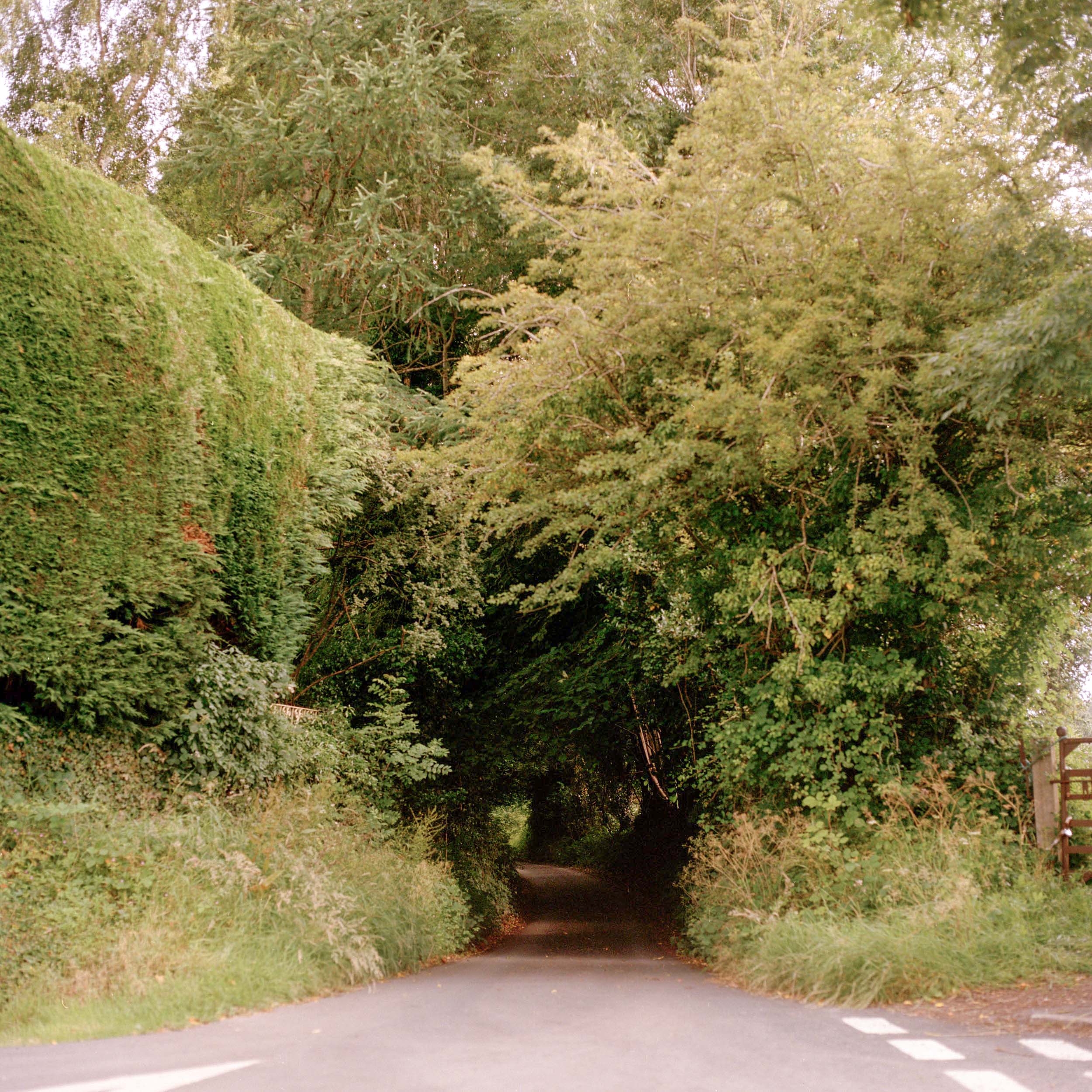 A-LEAFY-SUMMER-ROAD-IN-HEREFORDSHIRE-ENGLAND