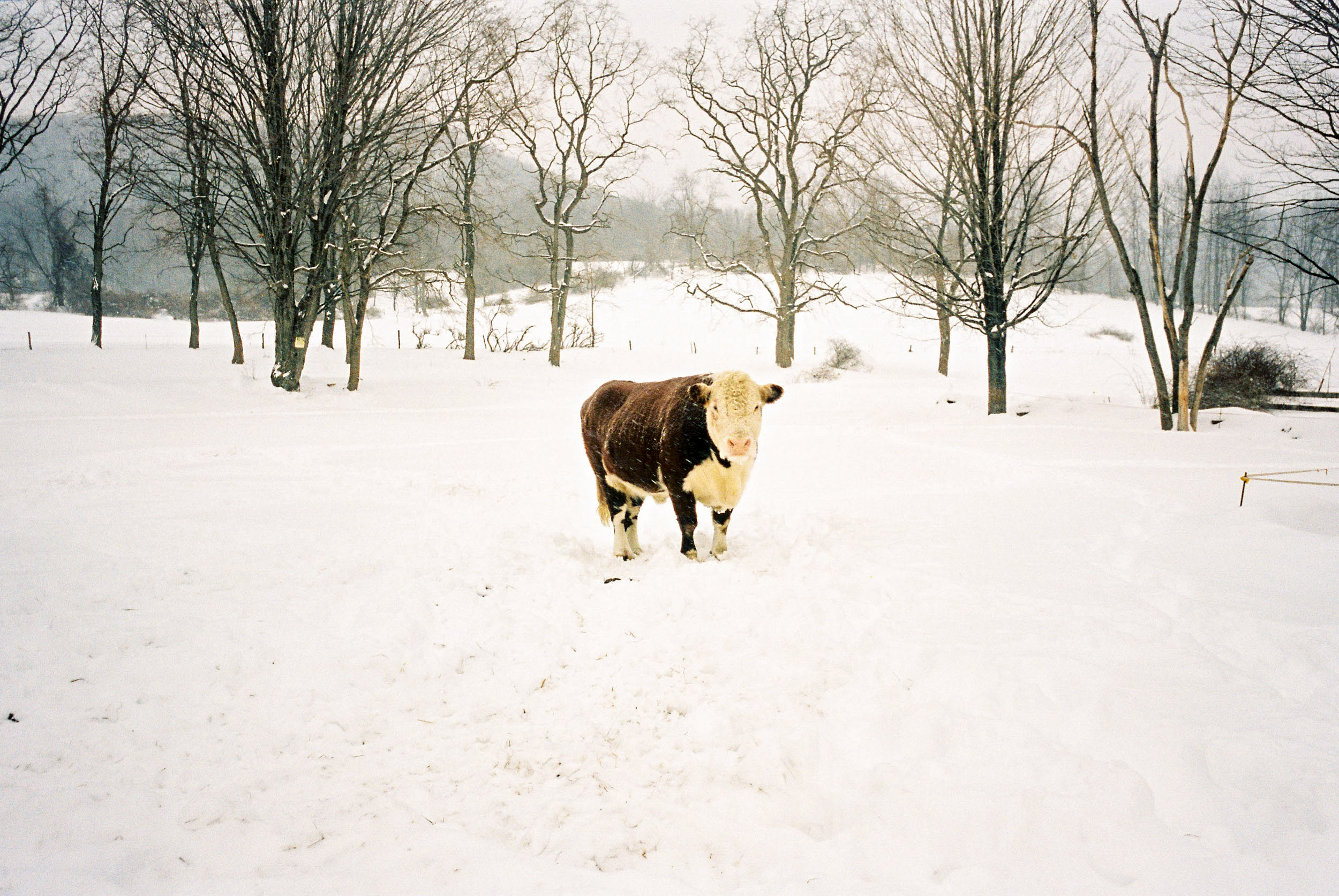 A-LONELY-BULL-WEATHERS-A-SNOW-STORM-IN-UPSTATE-NEW-YORK