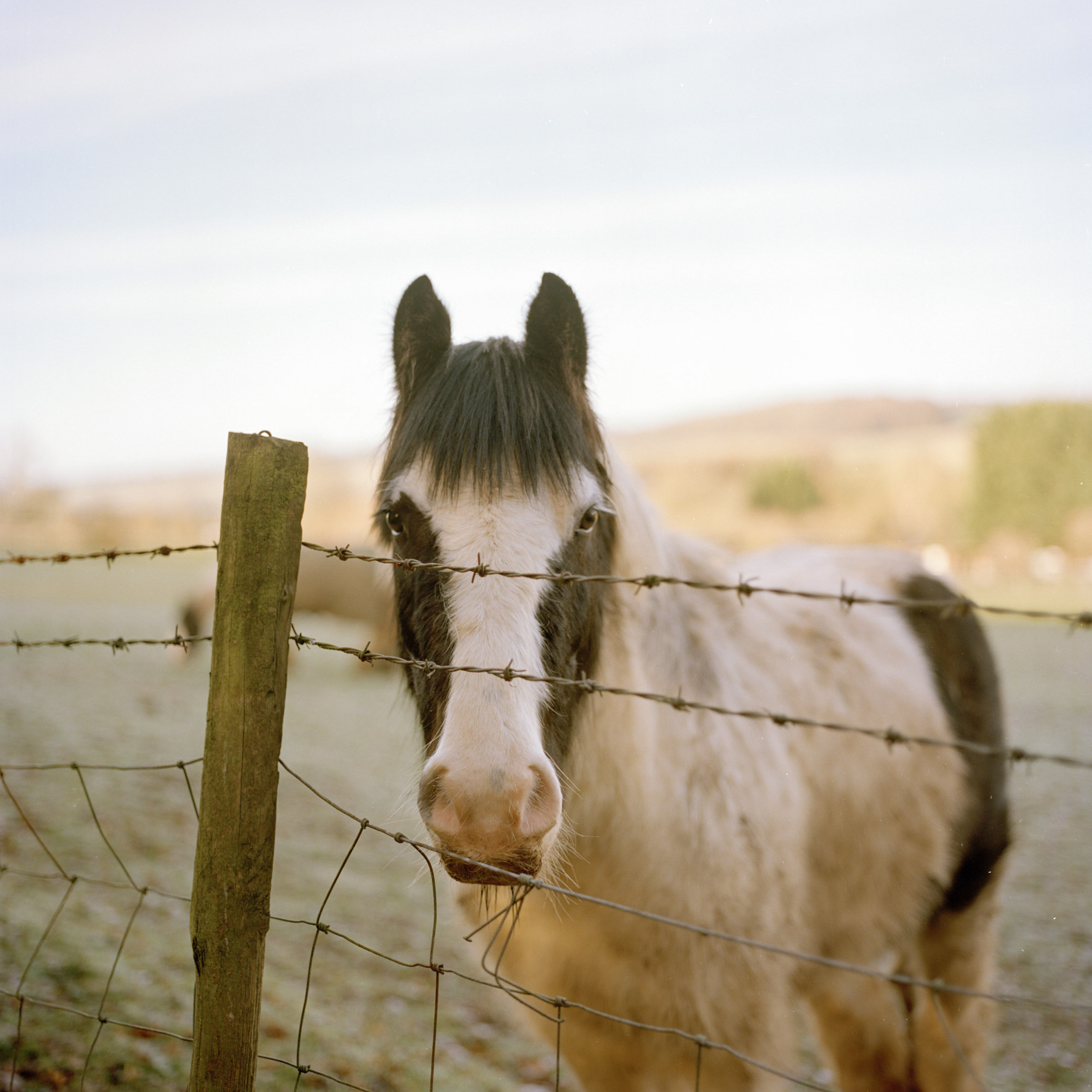 A-LONELY-HORSE-ON-A-FROSTY-MORNING-BEHIND-SOME-BARB-WIRE-FENCE-IN-THE-COUNTRYSIDE-UK
