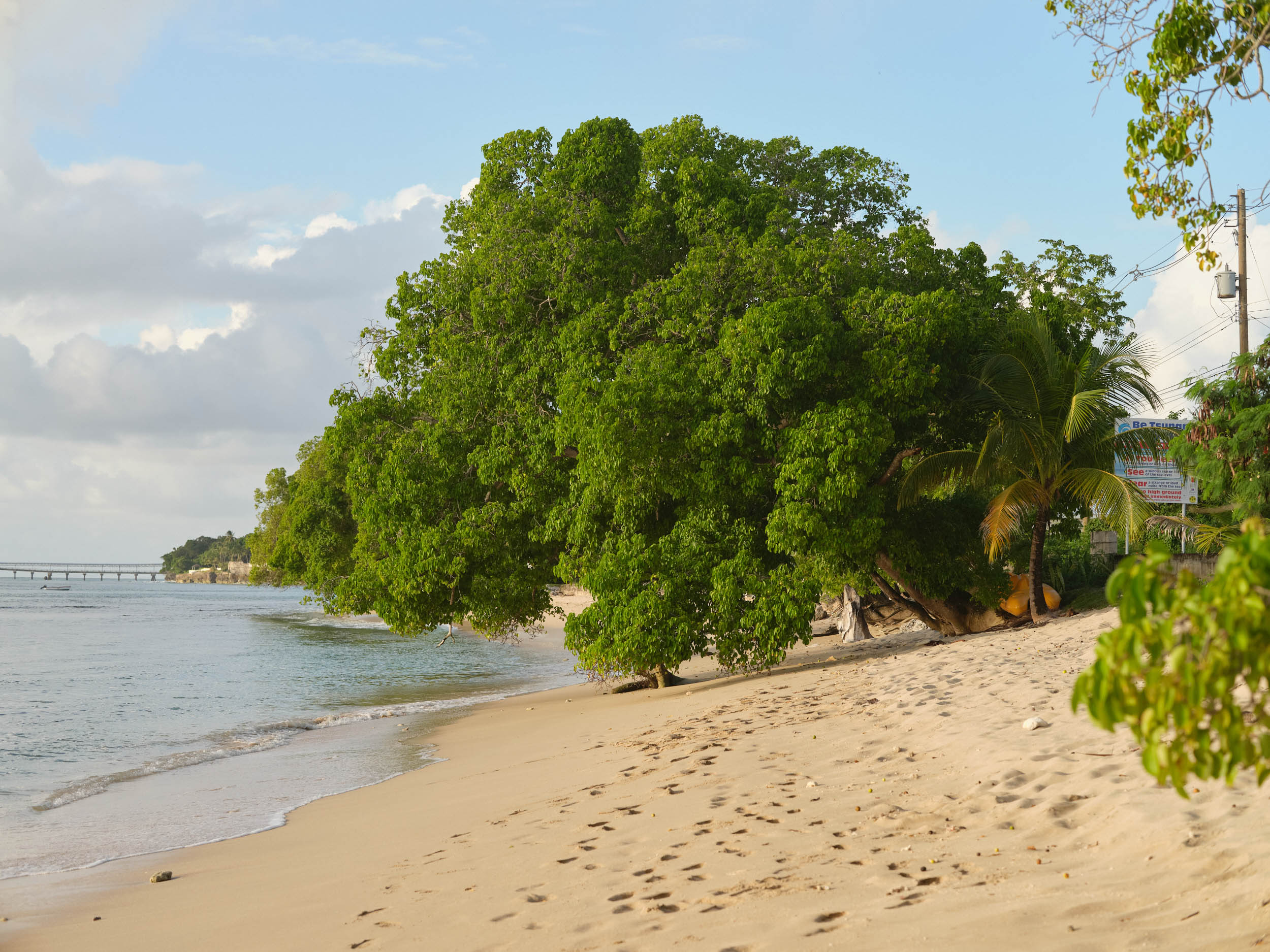 A BEAUTIFUL TREE HANGS OVER MULLINS BEACH IN BARBADOS