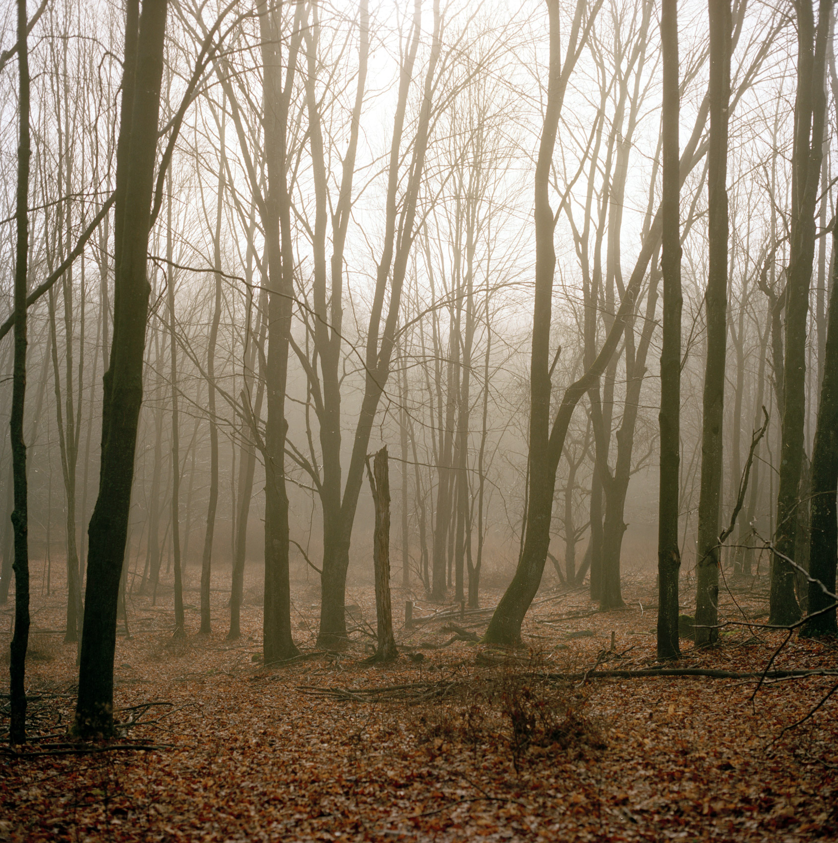 BARE-BRANCH-TREES-IN-THE-MISTY-MORNING-FOREST