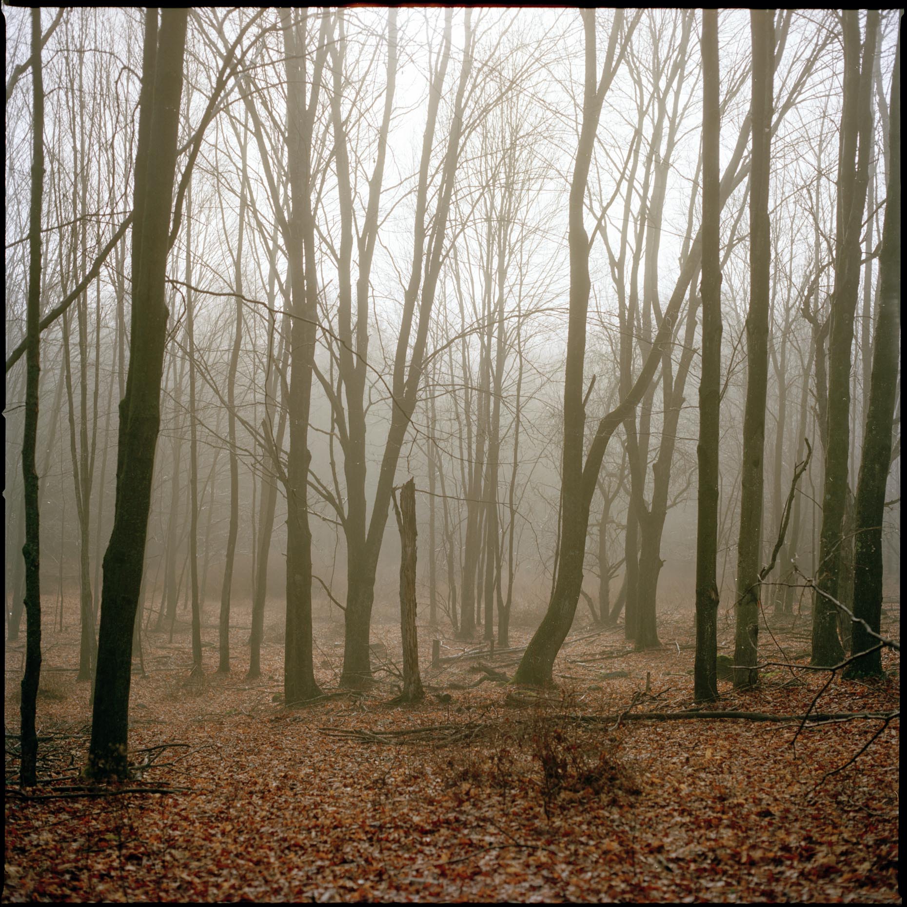 Misty woods in the Catskills, New York.