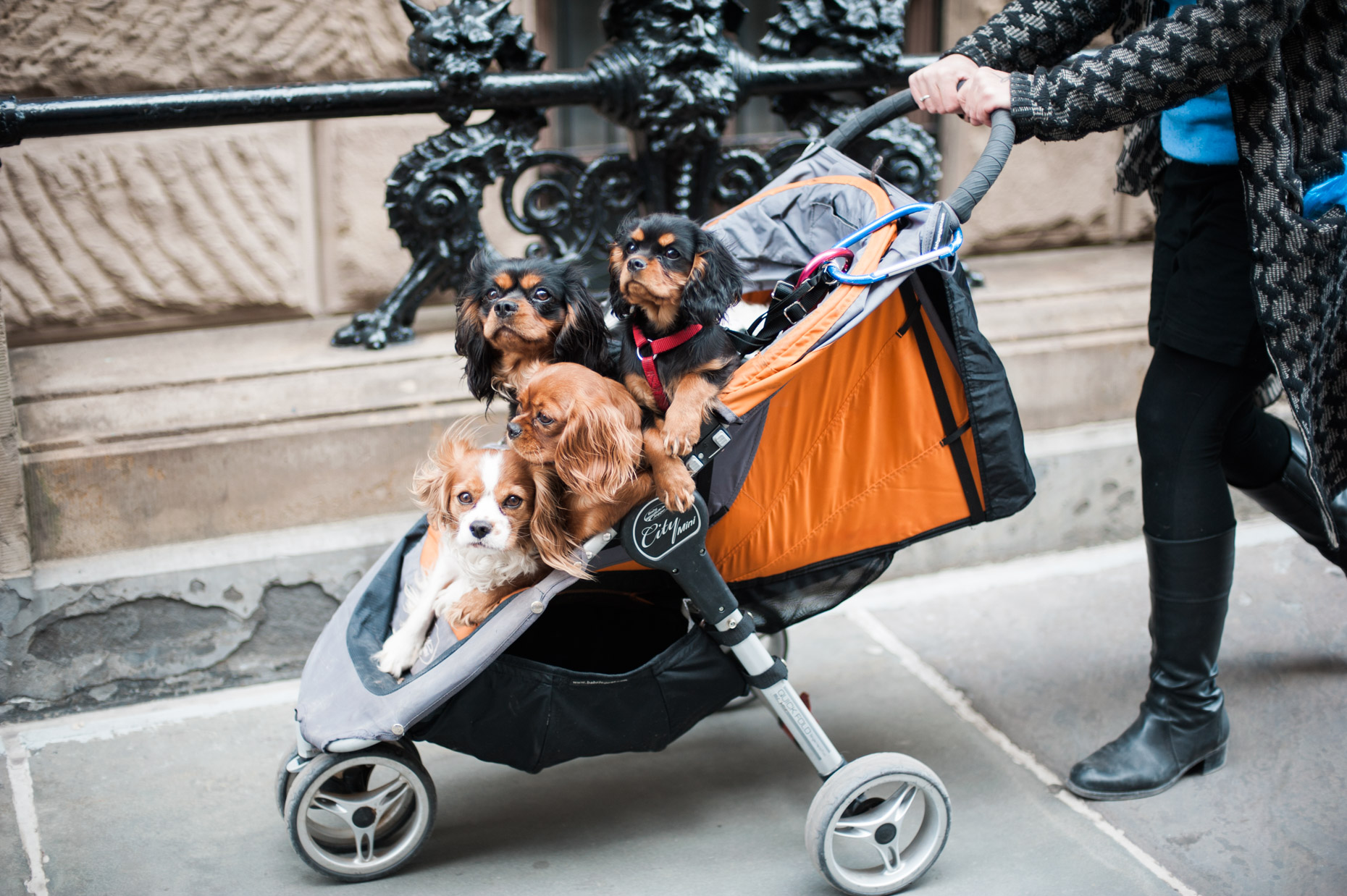 Small puppies are taken for a ride in a Pram on the upper west side of New York City