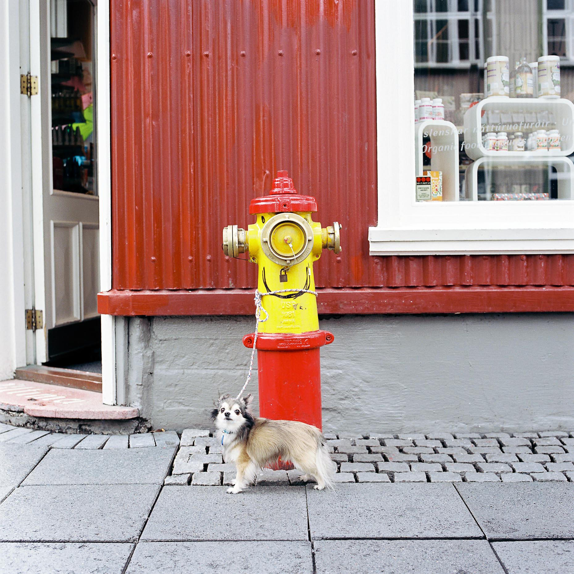 A small dog catches my attention as he waits next to a fire hydrant in Reykjavik, Iceland.