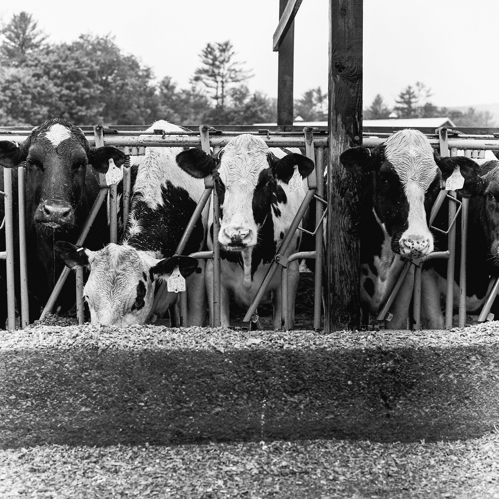 Black and White shot of cows on a farm upstate